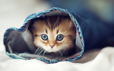 animals, cat, blue eyes, jeans, kitten