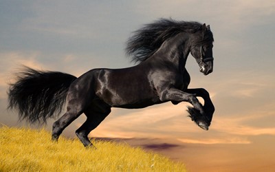 black horse