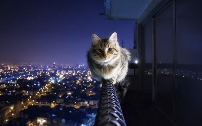 fearless cat